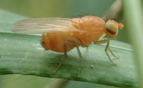 Sapromyzosoma laevatrispina